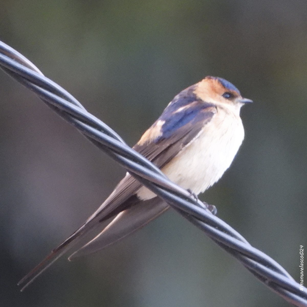 Red-rumped Swallow - Manuel Velasco