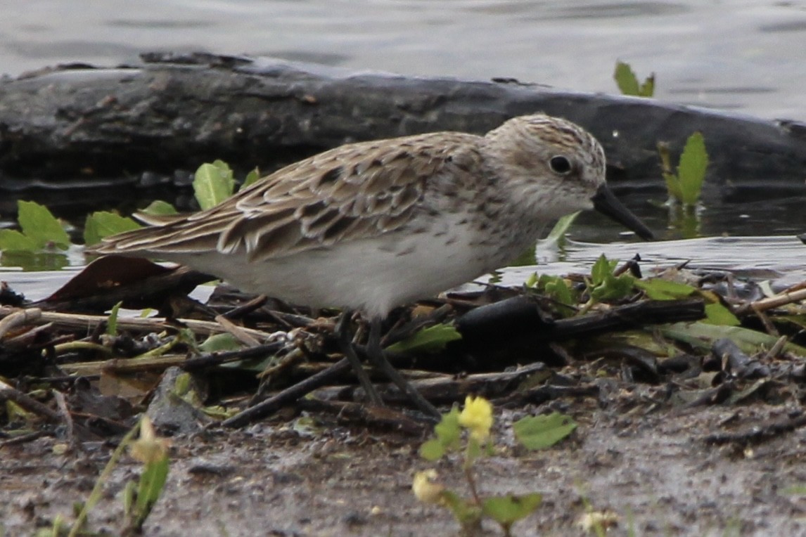 Semipalmated Sandpiper - Dallas Harrell