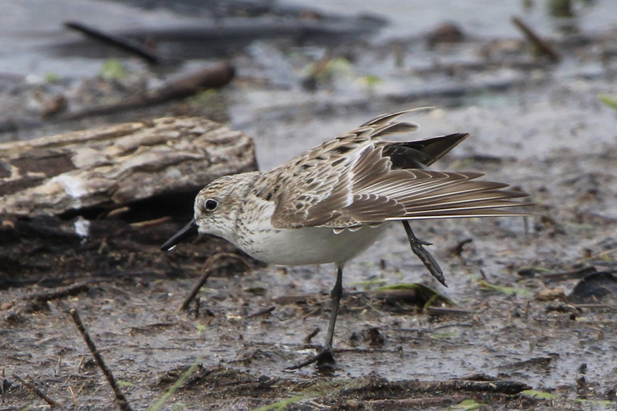 Semipalmated Sandpiper - Dallas Harrell