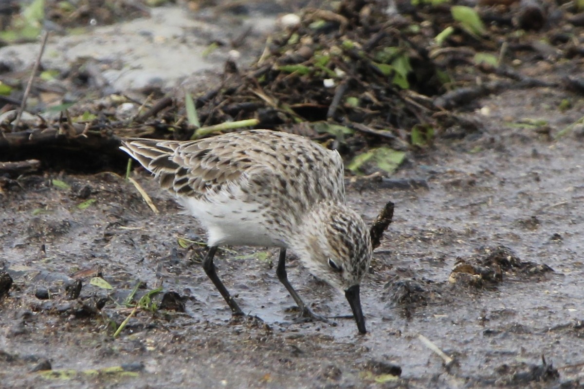 Semipalmated Sandpiper - Dallas Harrell