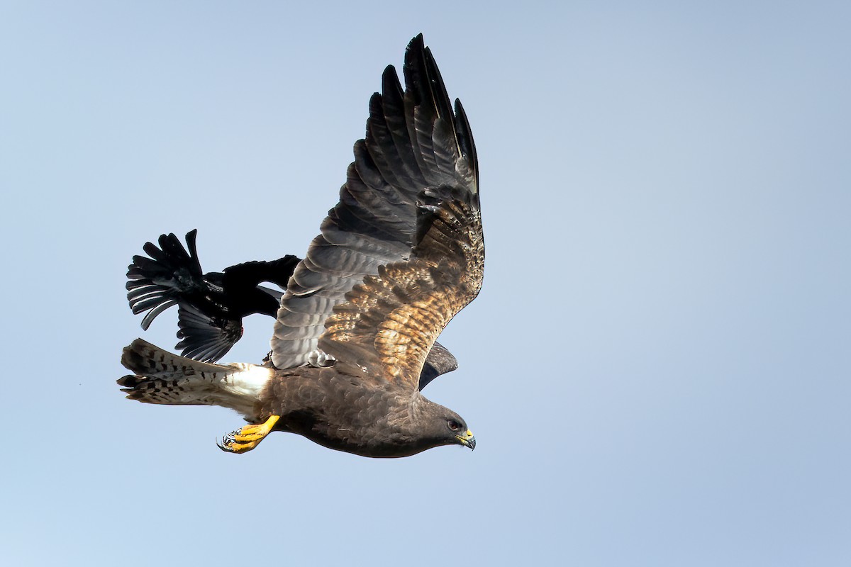 Swainson's Hawk - Jeff Dyck