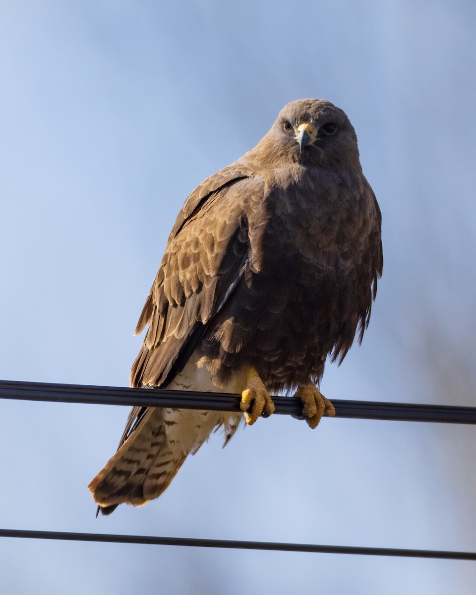 Swainson's Hawk - Jeff Dyck