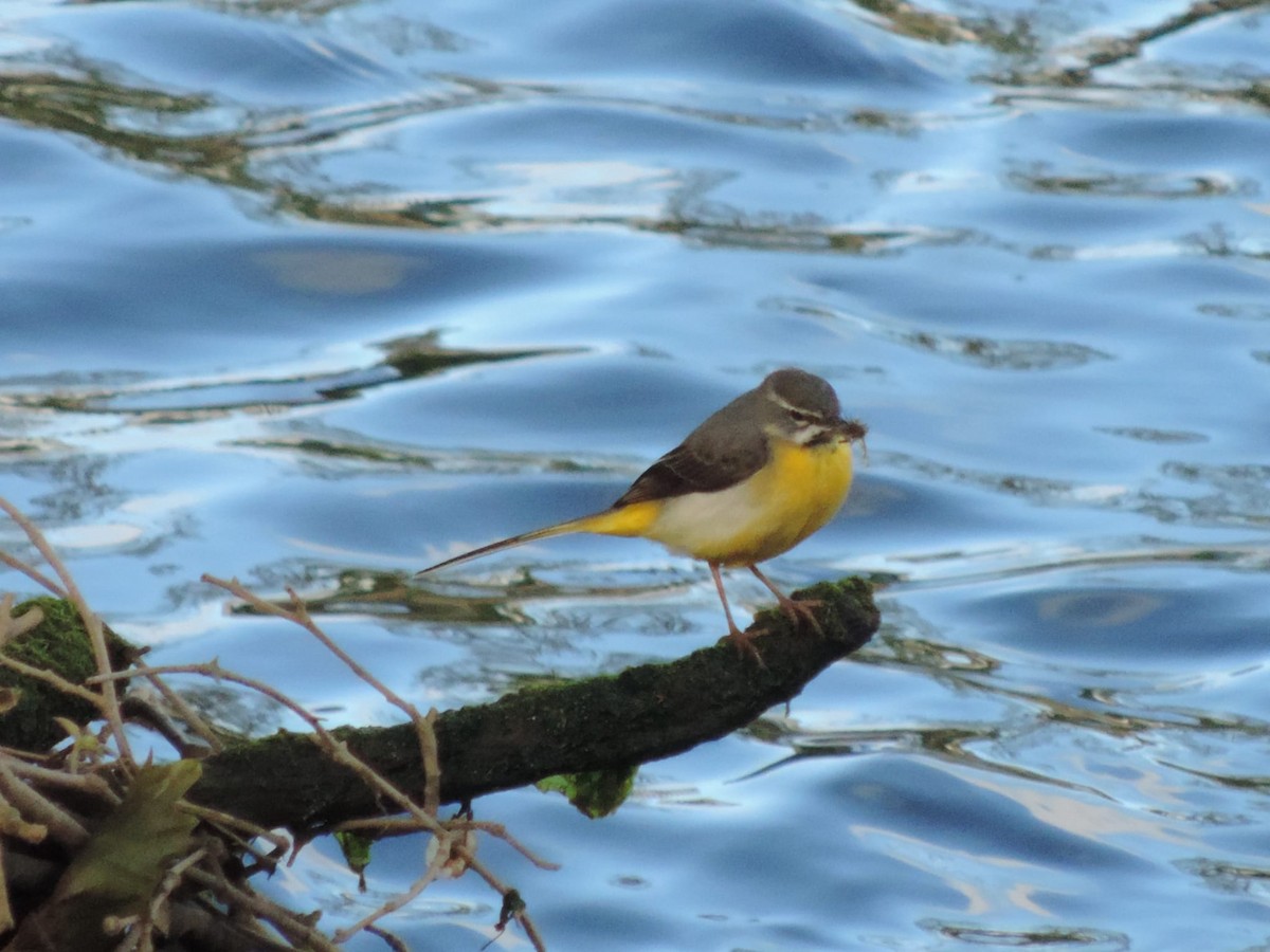 Gray Wagtail - Bruno Kovács Gómez