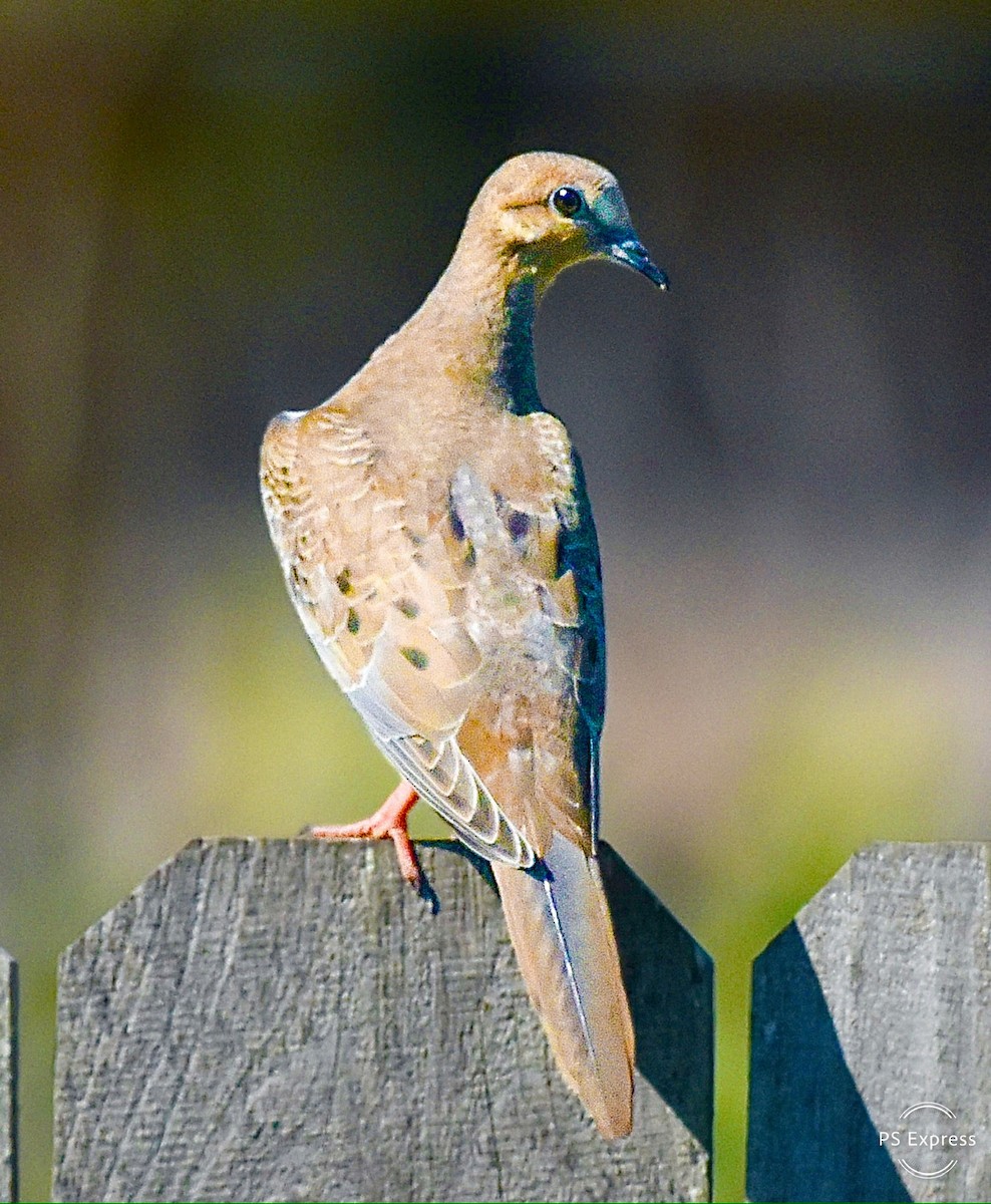 Mourning Dove - Michael Brower