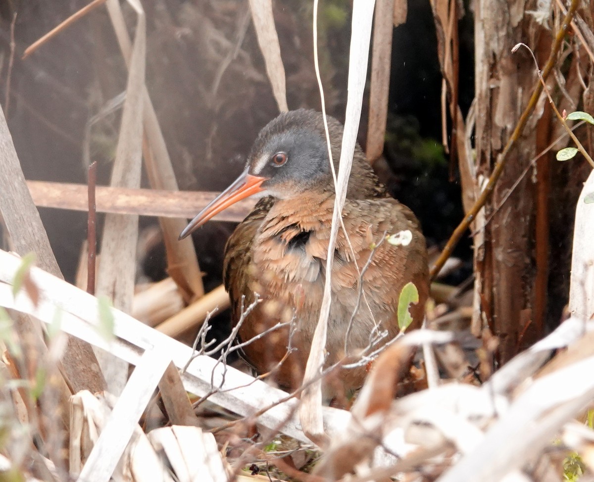 Virginia Rail - Mario Poirier