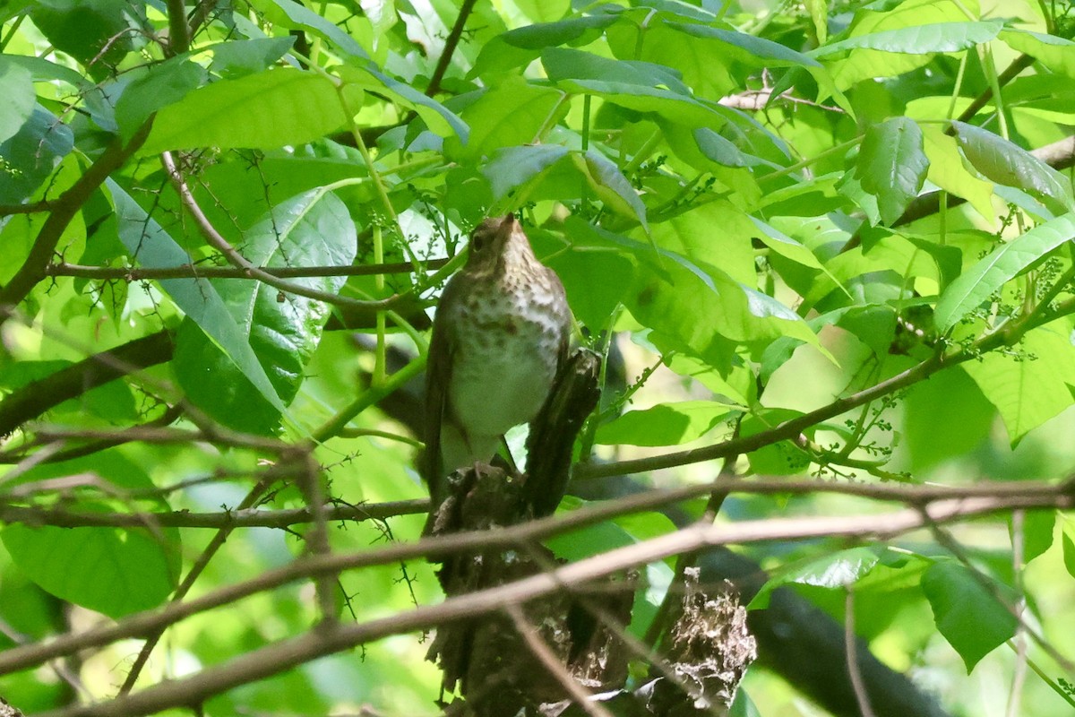 Swainson's Thrush - Tanya Burnett