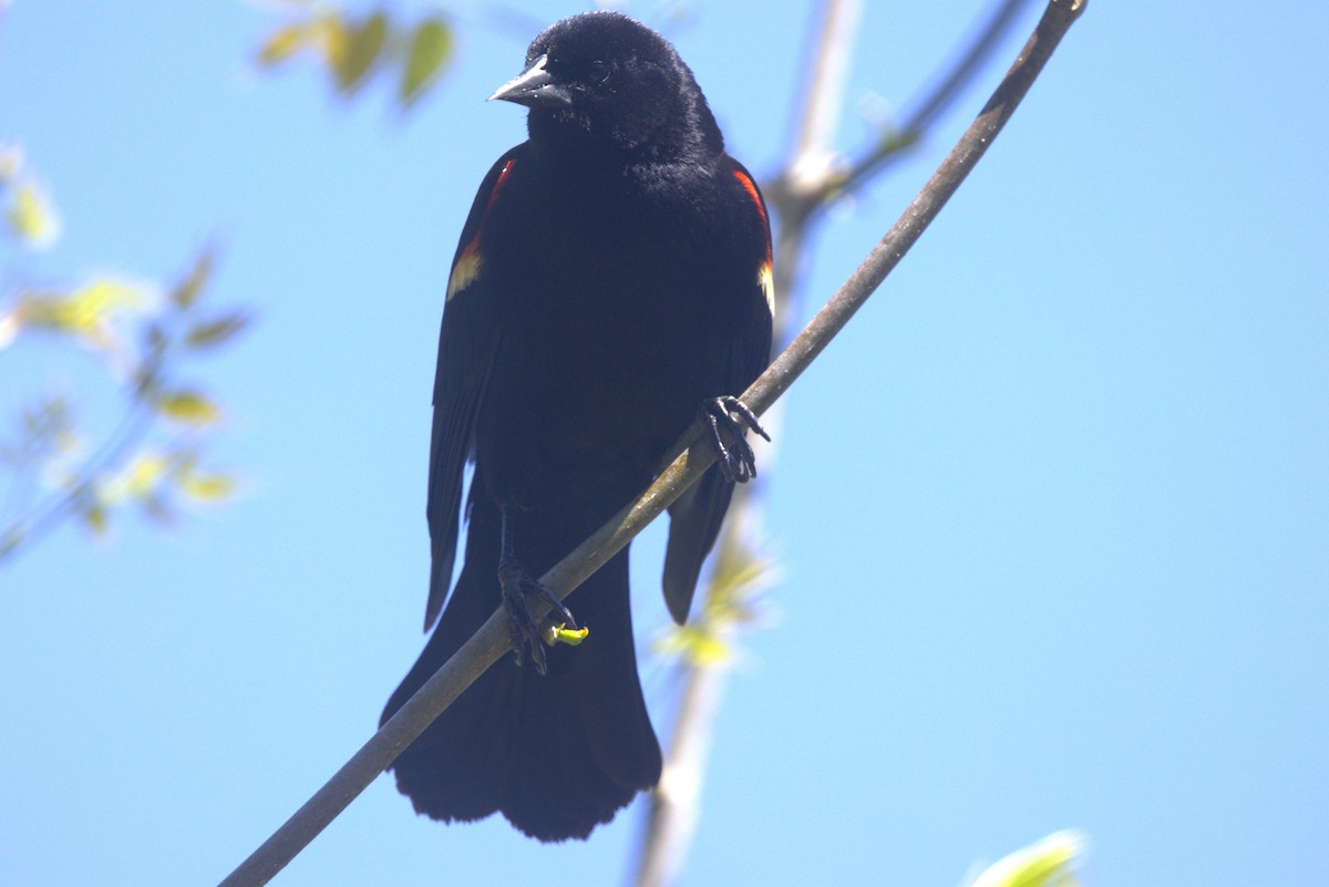 Red-winged Blackbird - ML618283150
