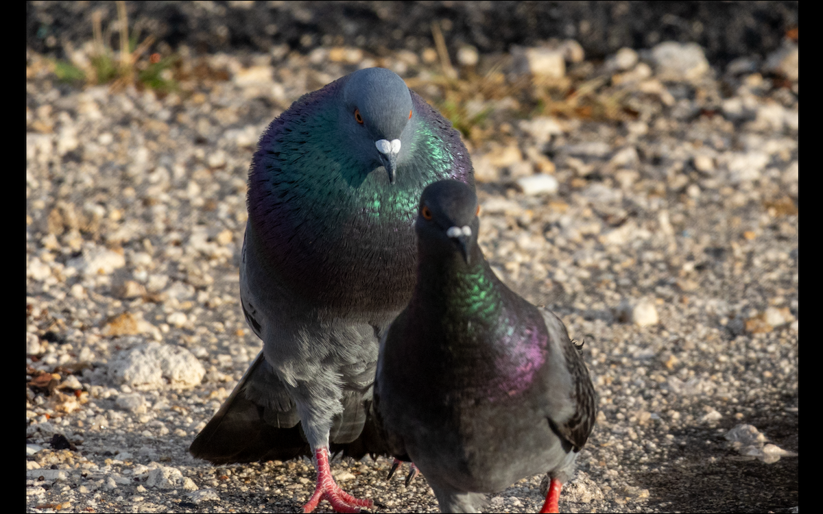 Rock Pigeon (Feral Pigeon) - Lucas Pittman