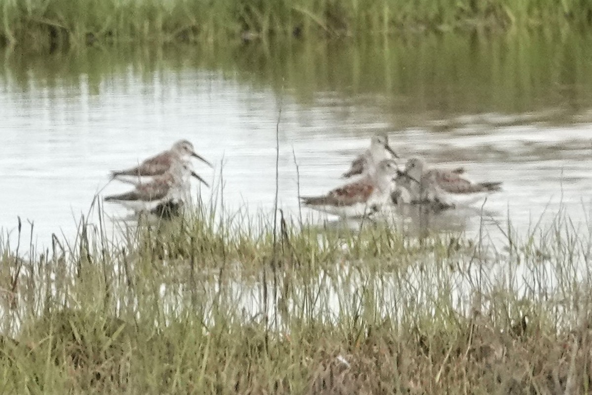 Dunlin - Dick Plambeck