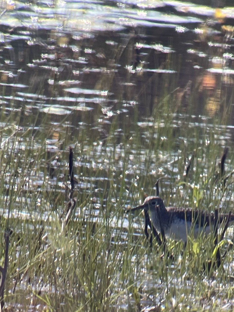 Solitary Sandpiper - ML618283170