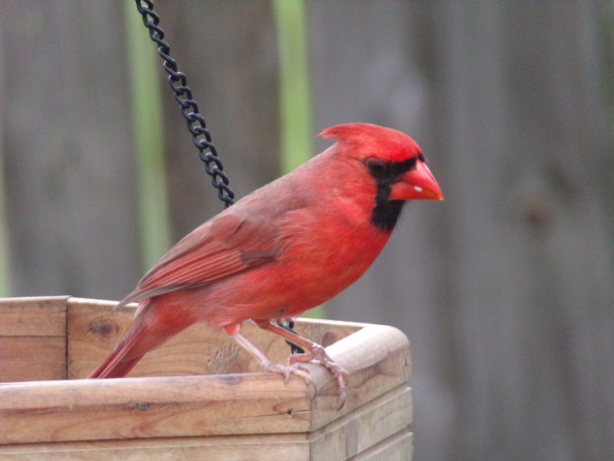 Northern Cardinal - Texas Bird Family