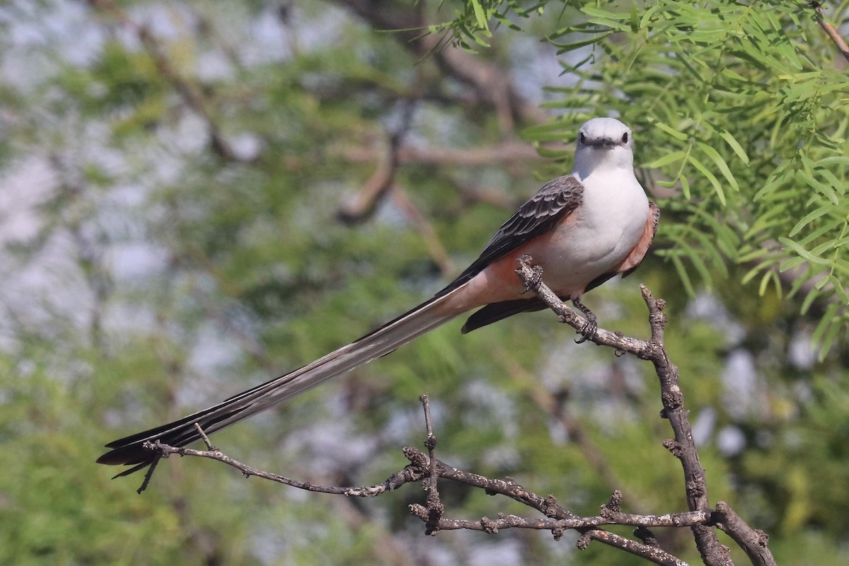 Scissor-tailed Flycatcher - ML618283198