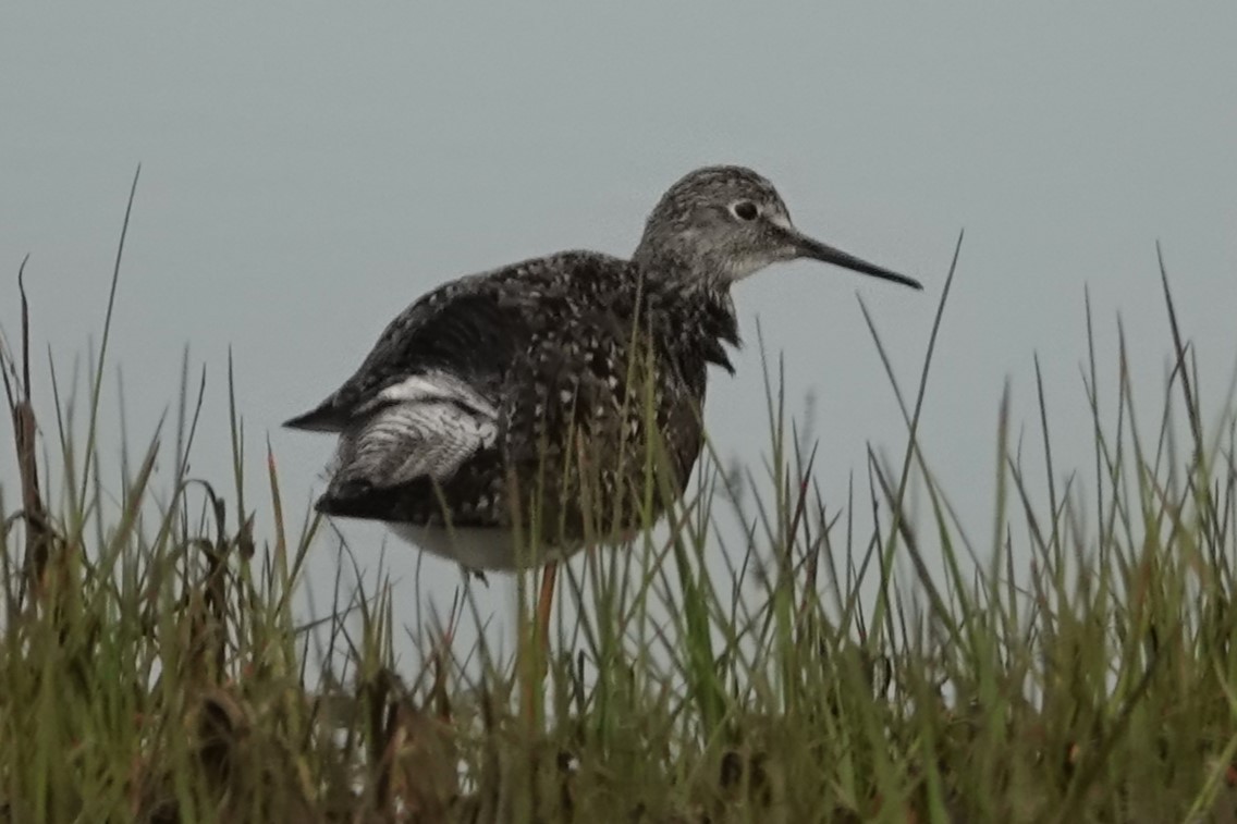 Greater Yellowlegs - Dick Plambeck