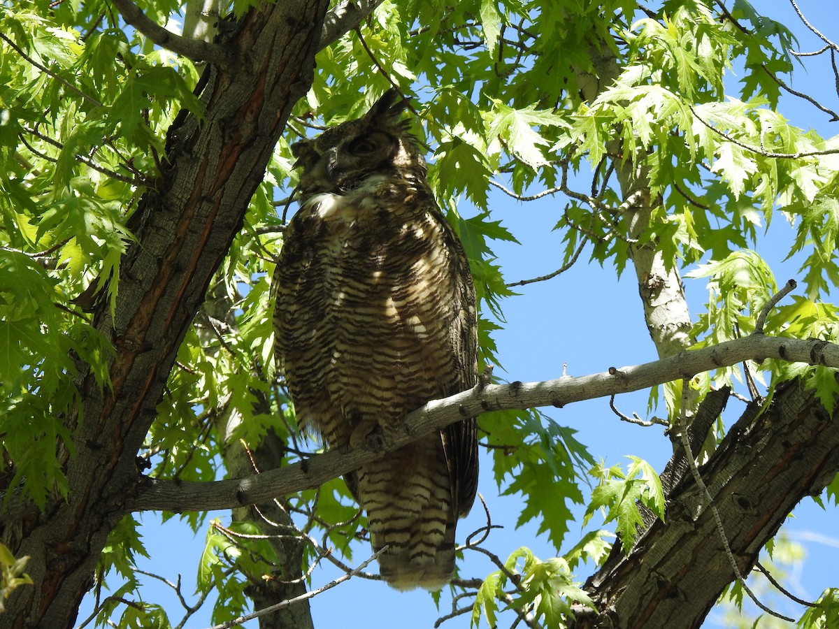 Great Horned Owl - ML618283232