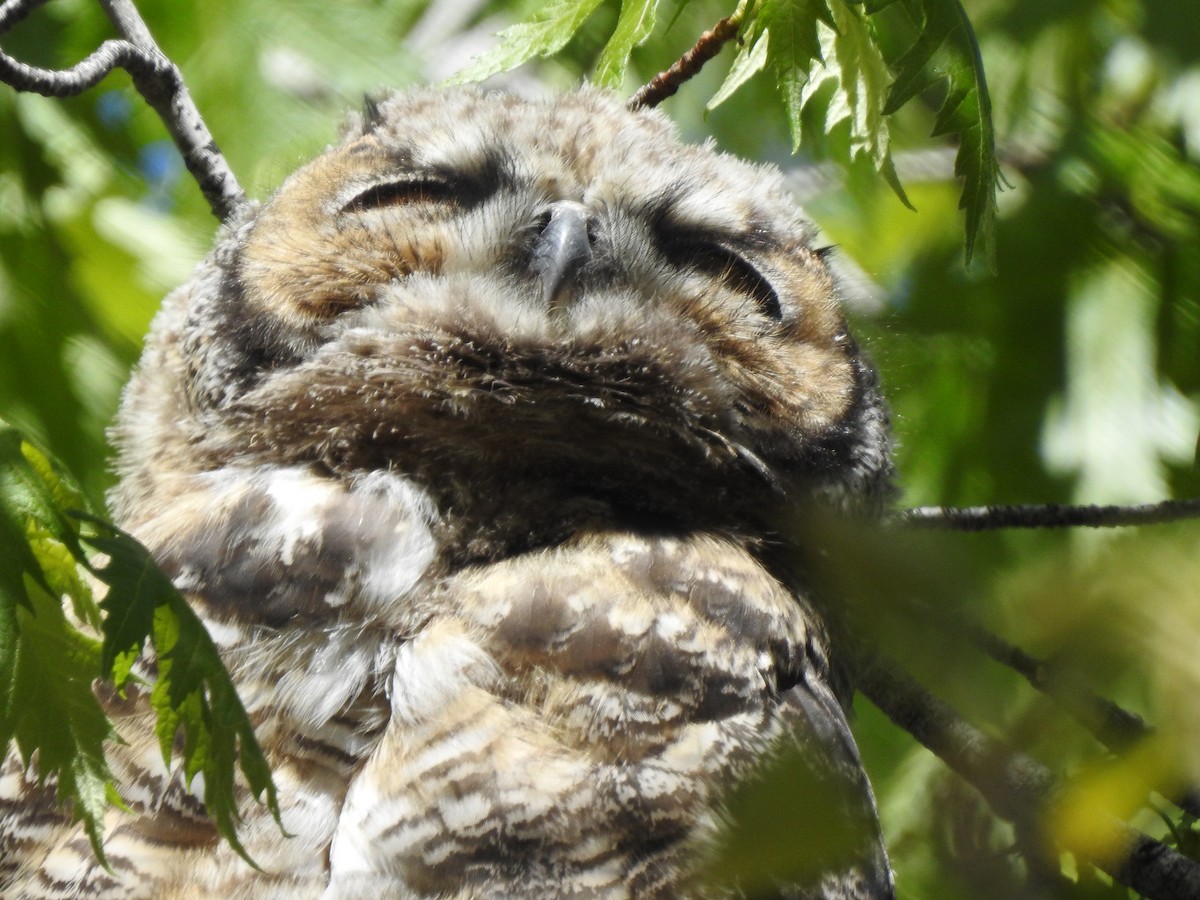 Great Horned Owl - ML618283234