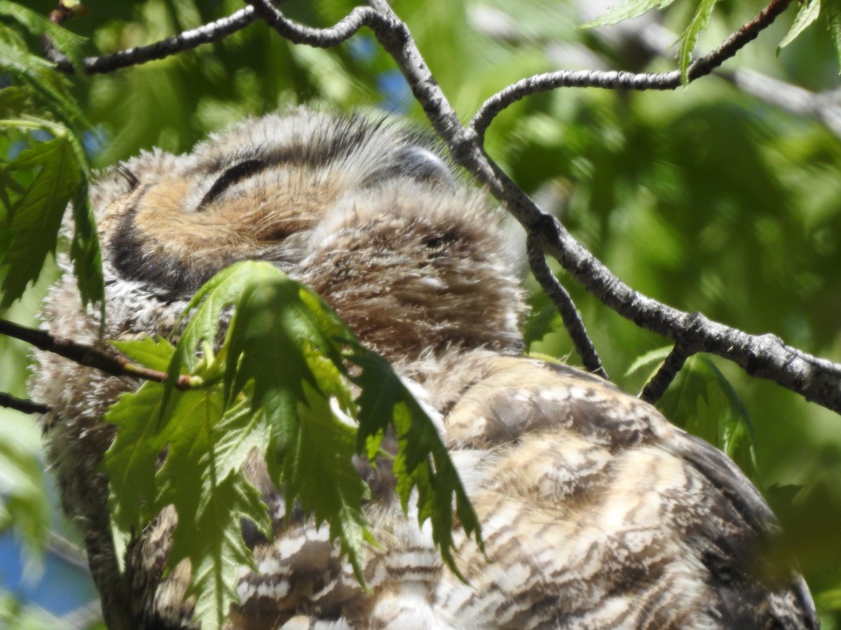 Great Horned Owl - ML618283241