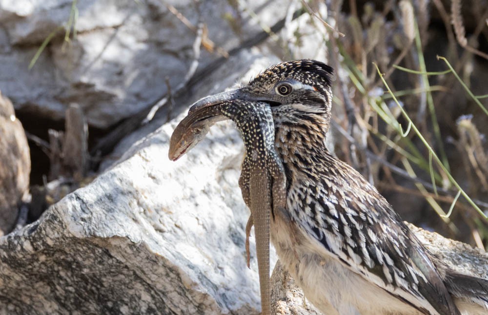 Greater Roadrunner - Marty Herde