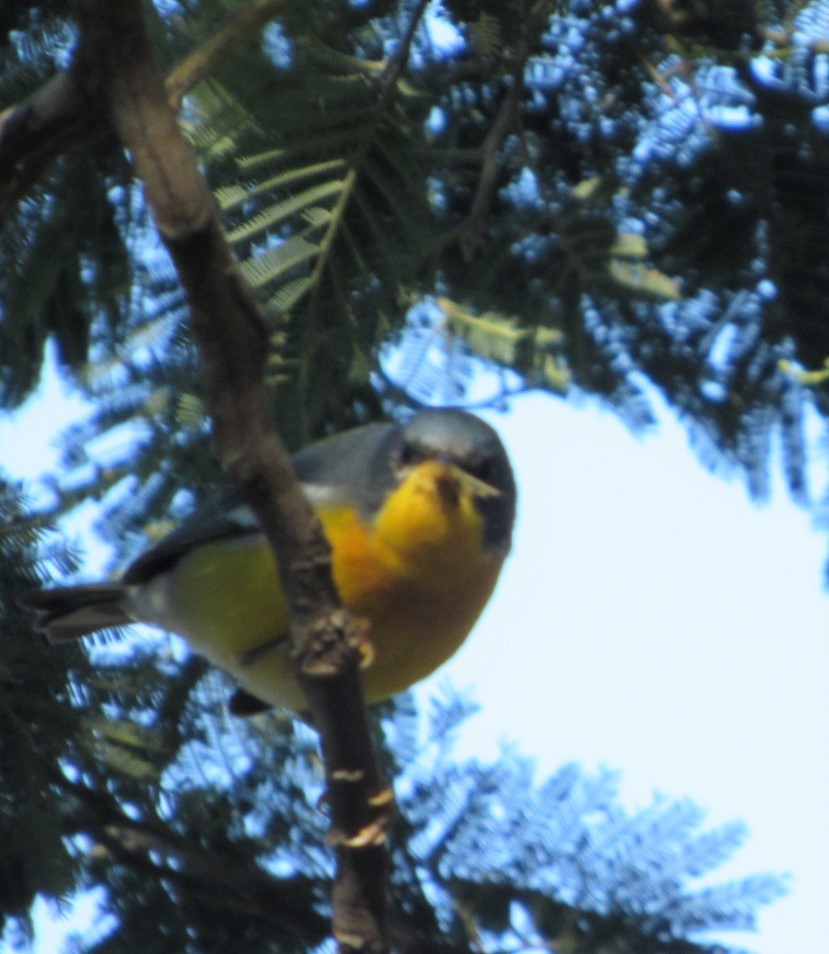 Tropical Parula - Selva Pombo