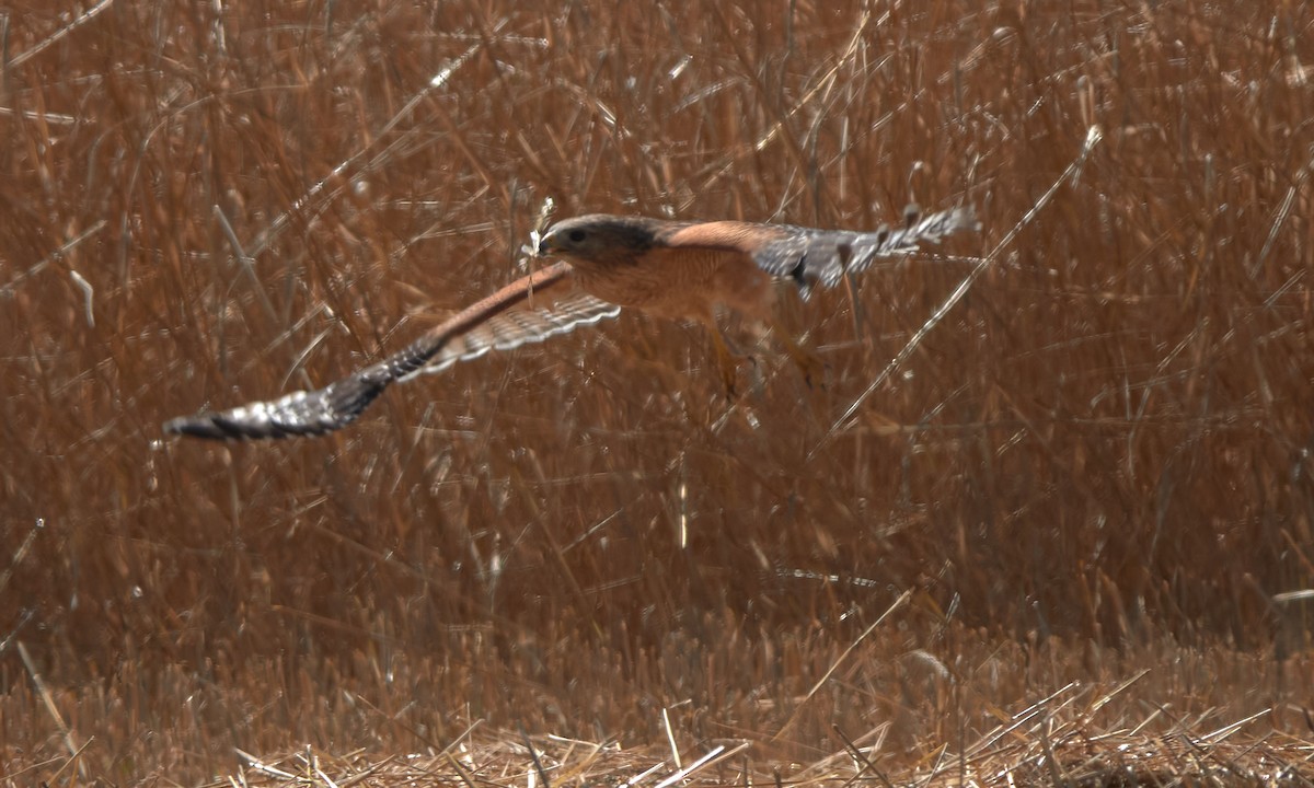 Red-shouldered Hawk - Stephen Mann