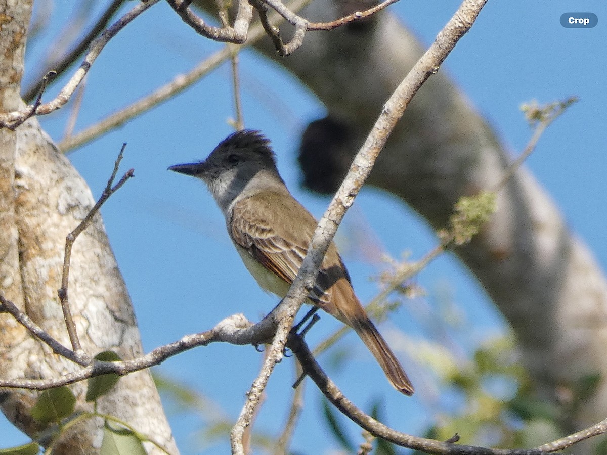 Brown-crested Flycatcher - Willeke and Frits Bosveld - van Rijn