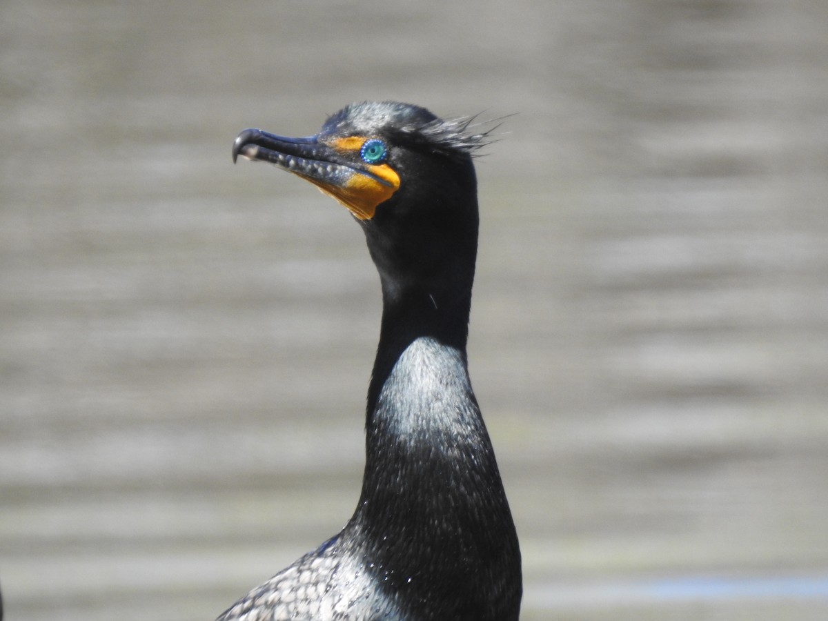 Double-crested Cormorant - Victoria Vosburg