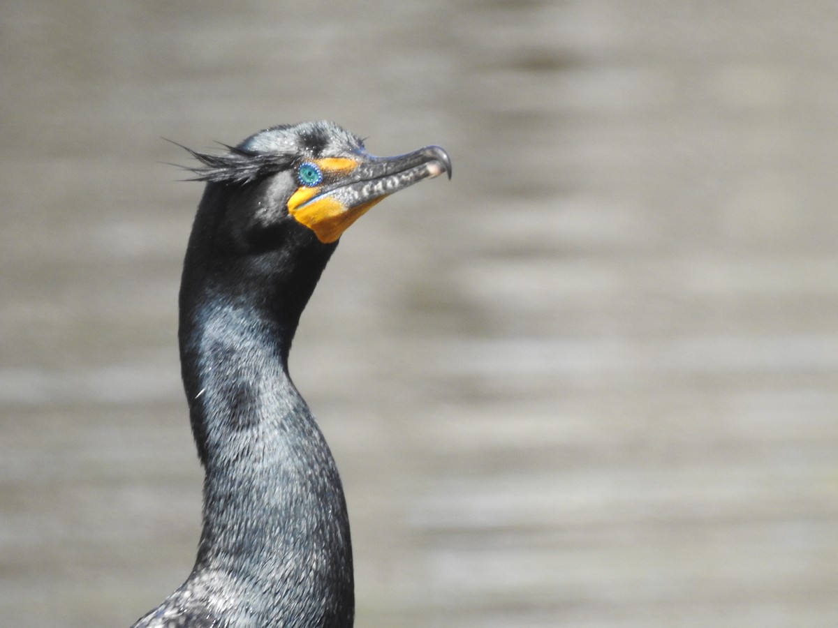 Cormoran à aigrettes - ML618283310