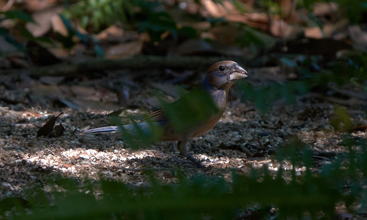 Blue Grosbeak - Stephen Mann