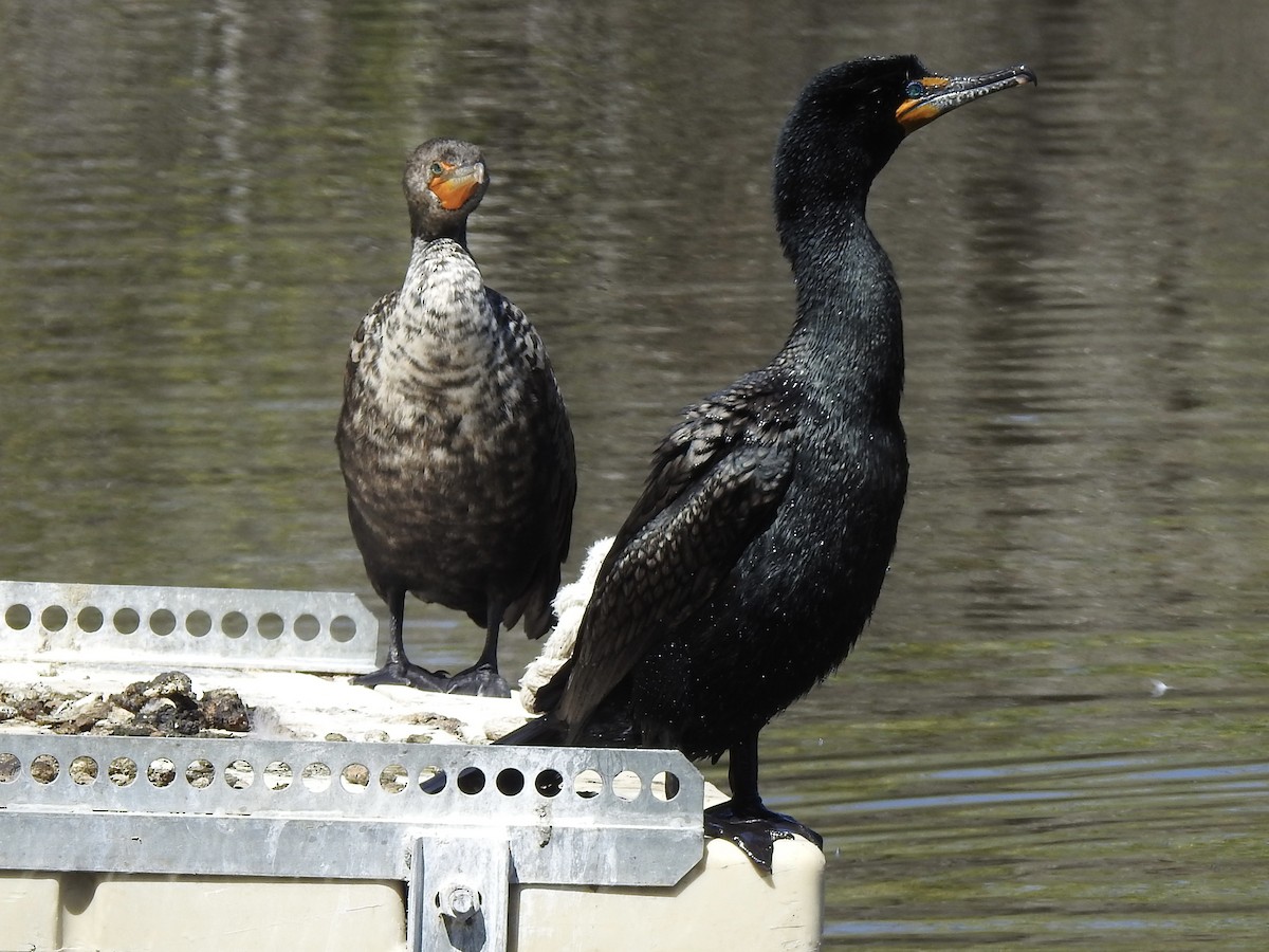 Cormoran à aigrettes - ML618283313