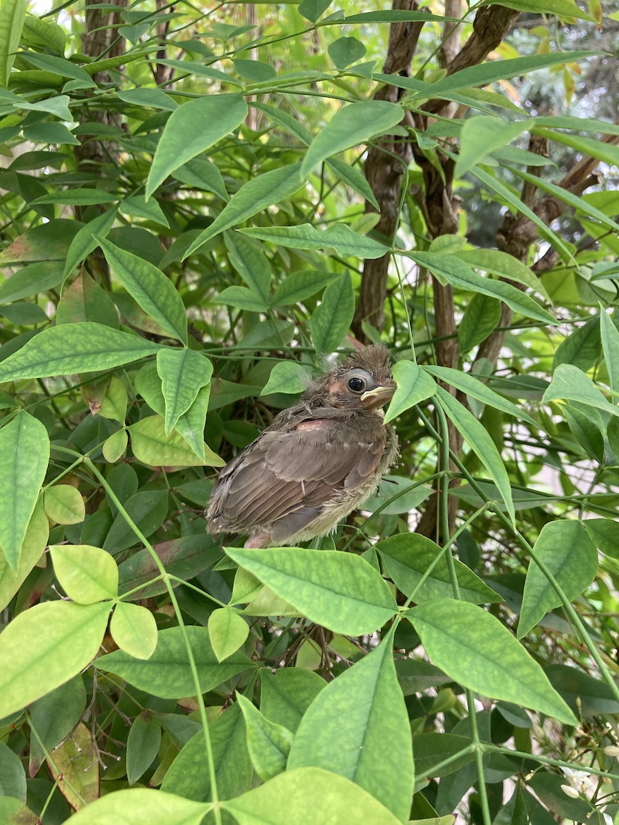 Northern Cardinal - ML618283315