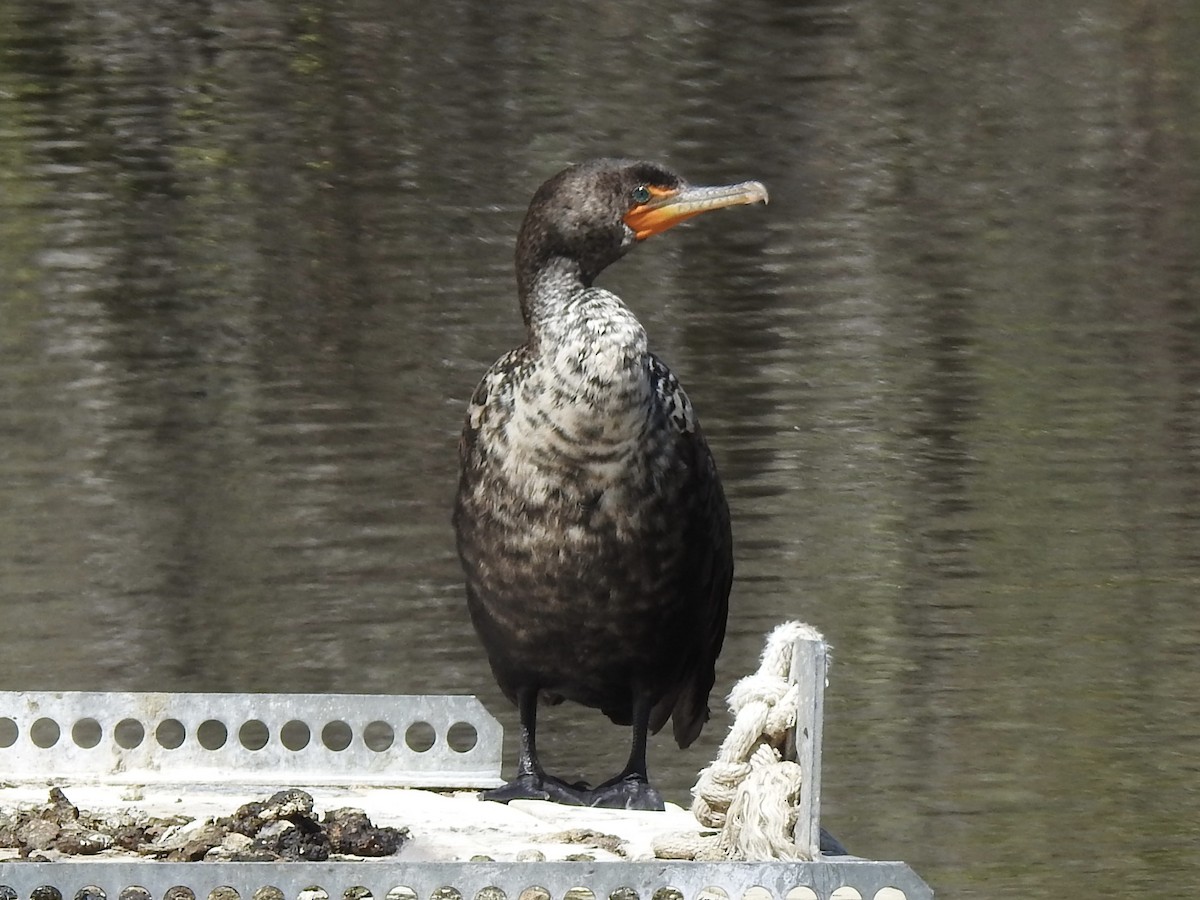 Cormoran à aigrettes - ML618283322