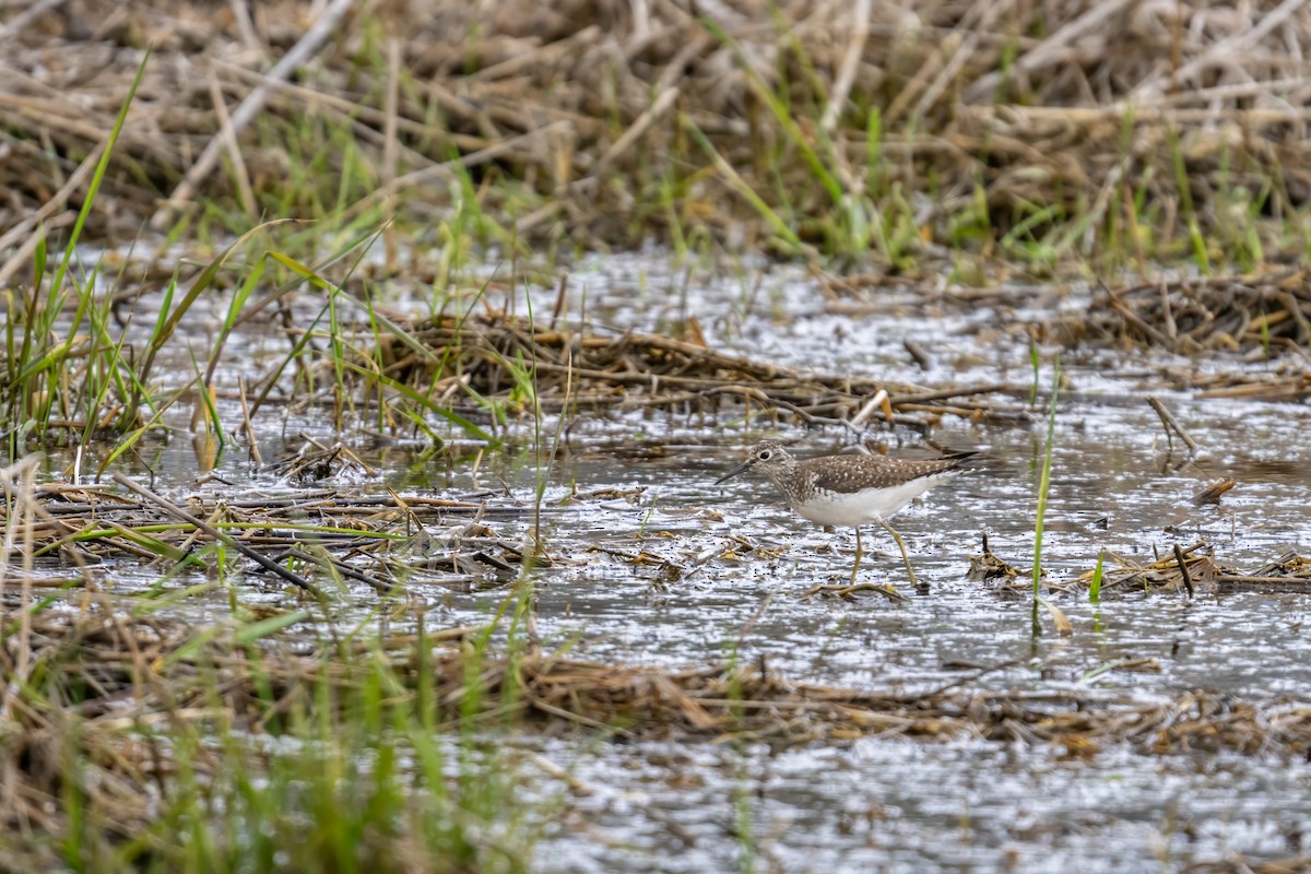 Solitary Sandpiper - ML618283334