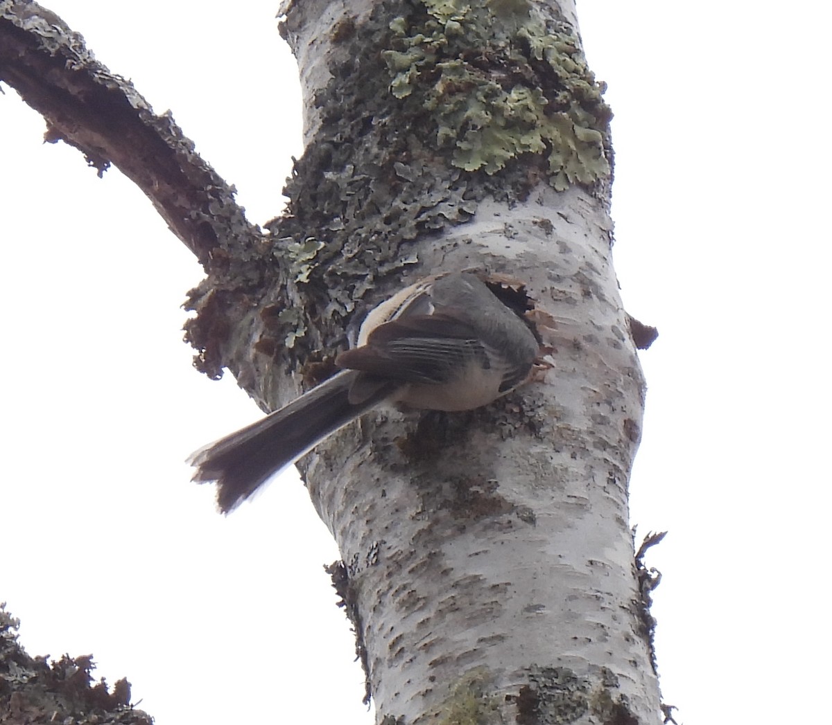 Black-capped Chickadee - ML618283335