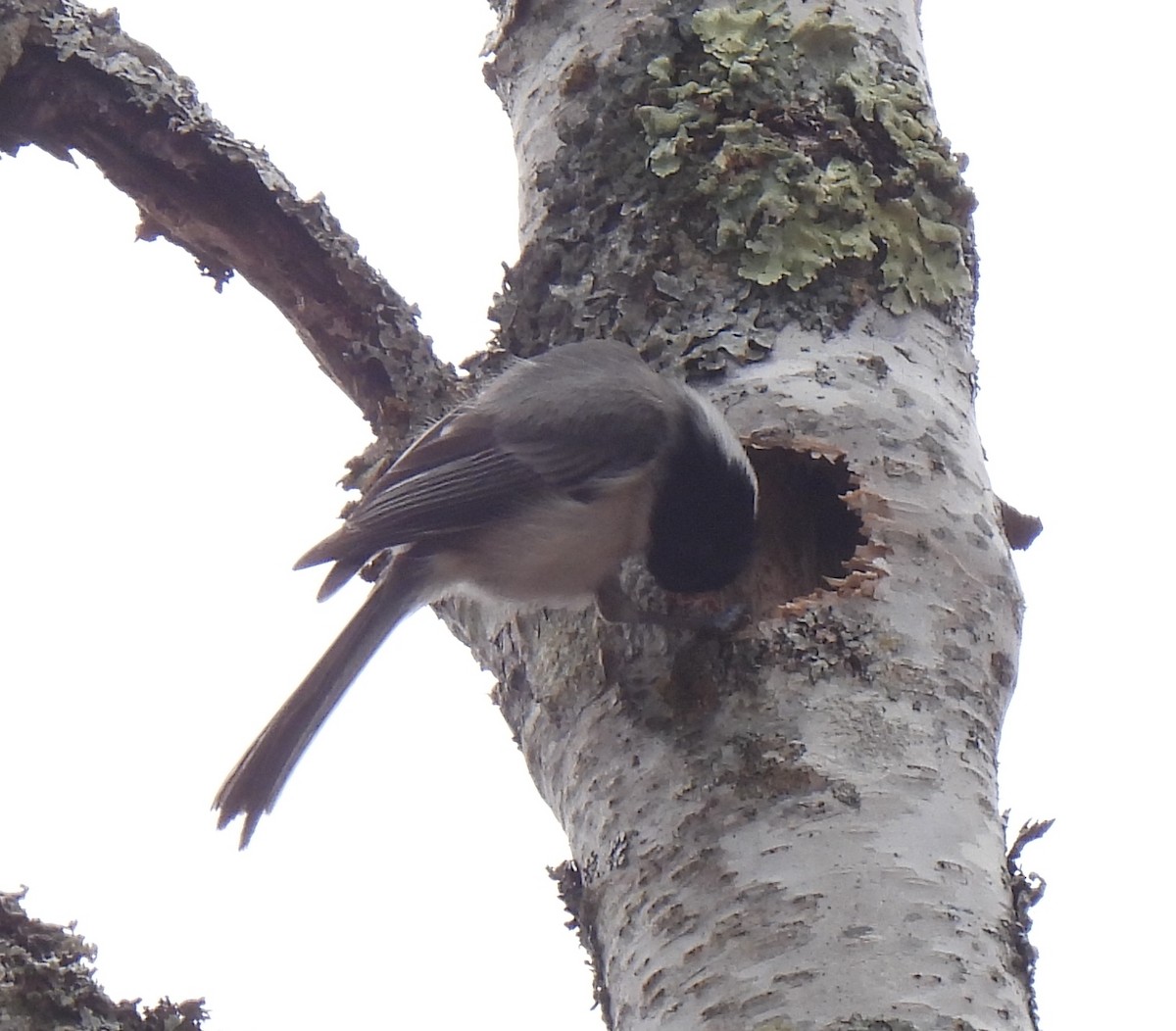 Black-capped Chickadee - Susanne Meidel