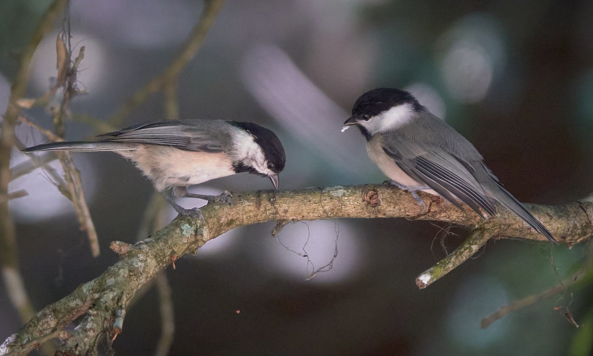 Carolina Chickadee - ML618283338