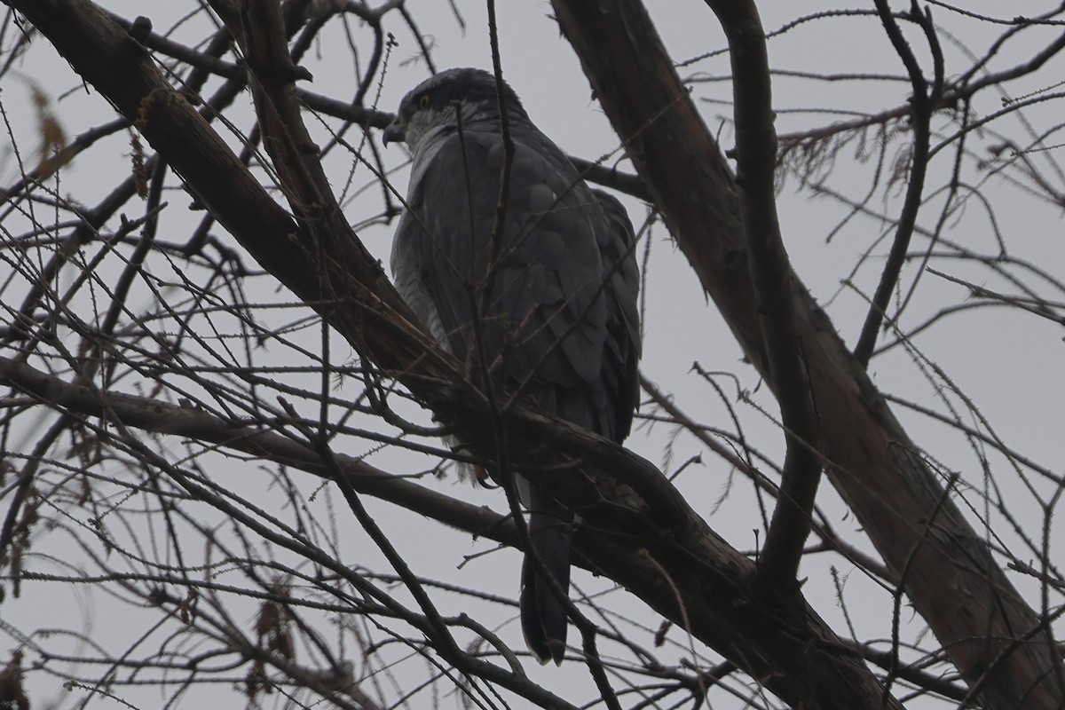 Eurasian Goshawk - Fabio Olmos