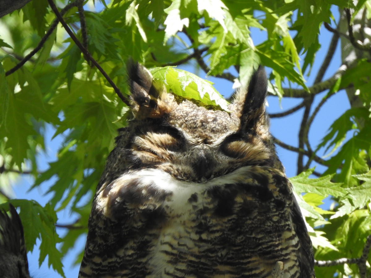 Great Horned Owl - ML618283359