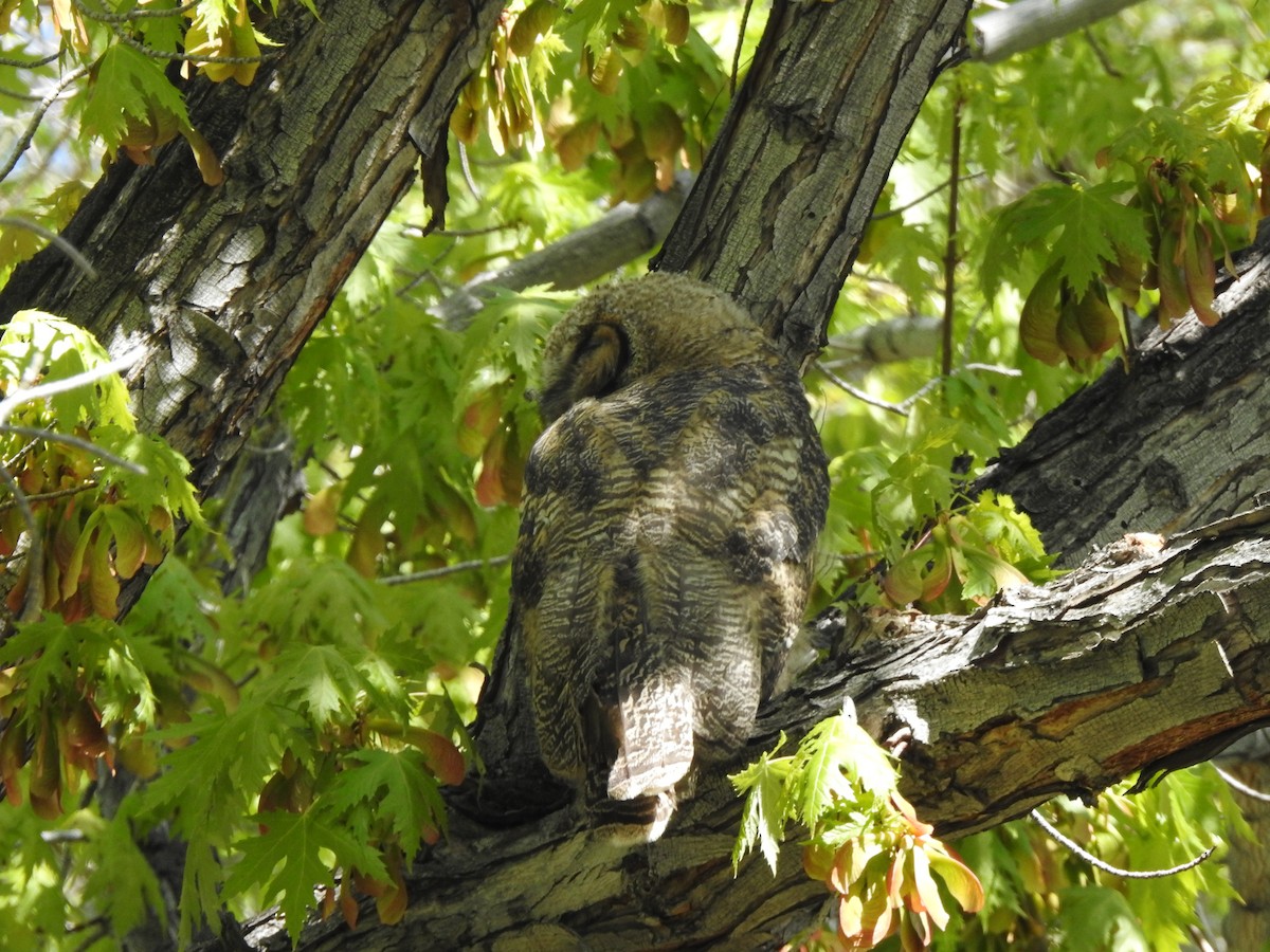 Great Horned Owl - ML618283377