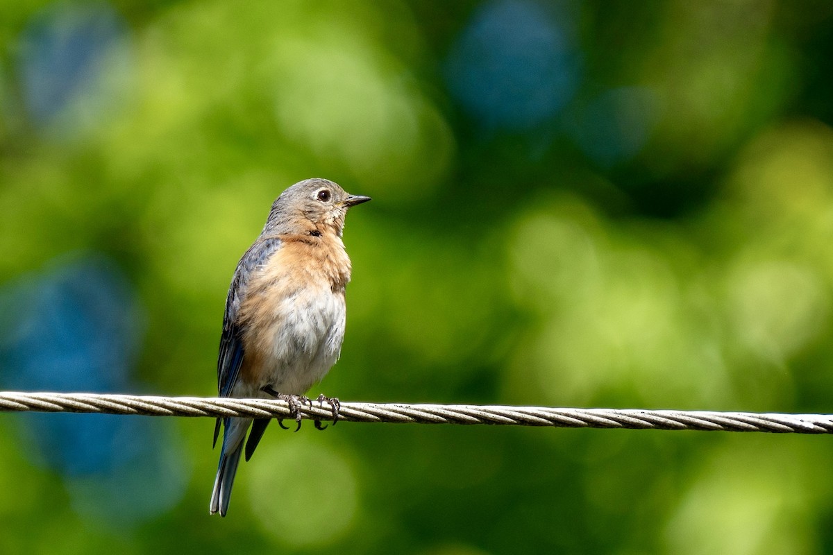 Eastern Bluebird - Steven Szablowski