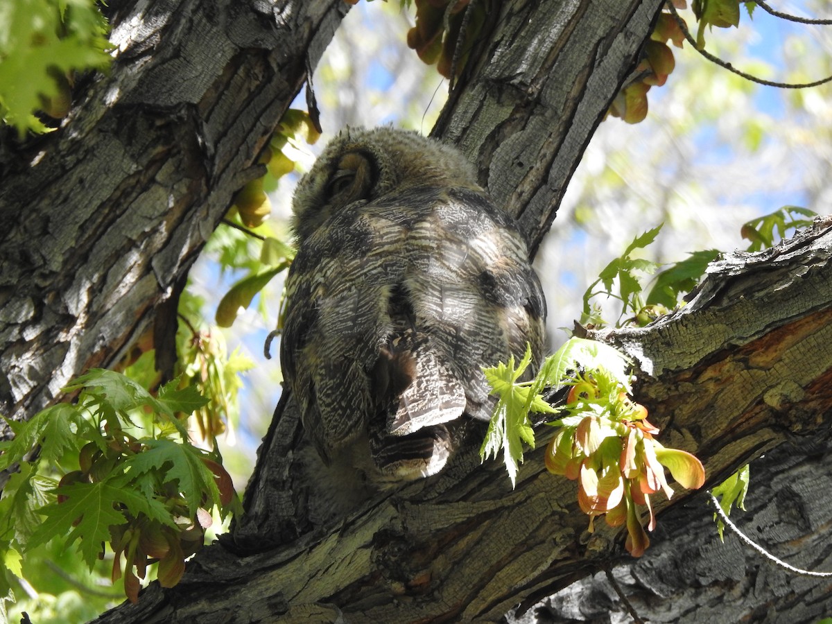 Great Horned Owl - ML618283386
