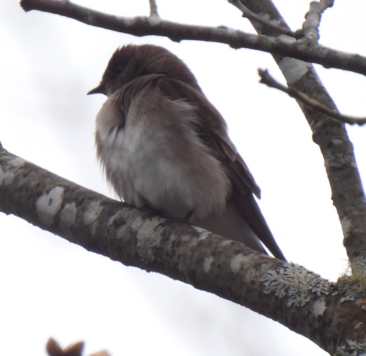 Northern Rough-winged Swallow - Susanne Meidel