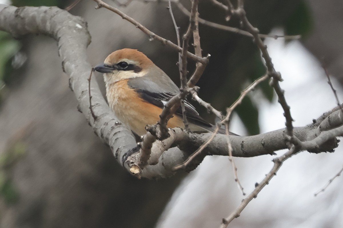 Bull-headed Shrike - Fabio Olmos