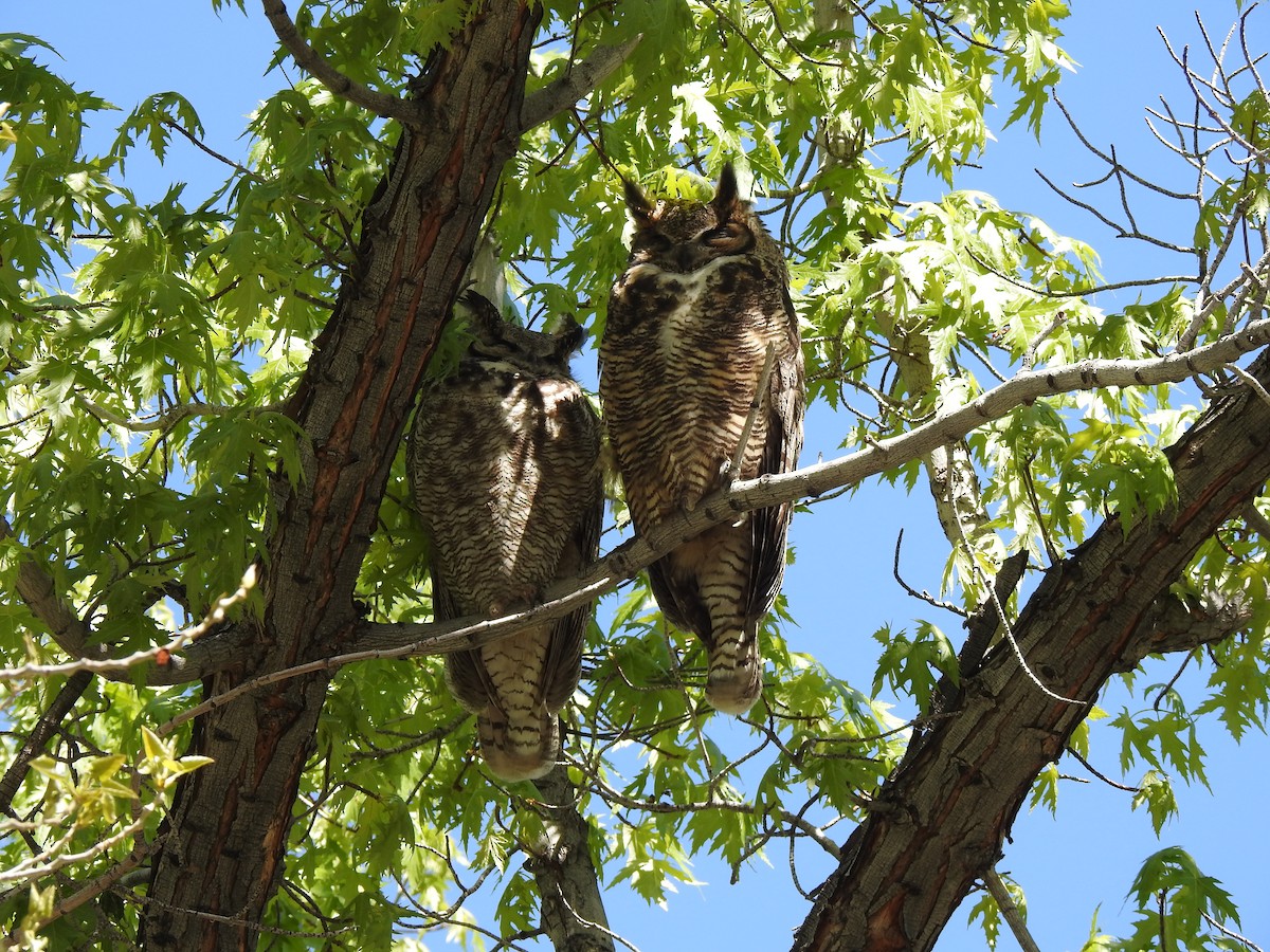 Great Horned Owl - ML618283399