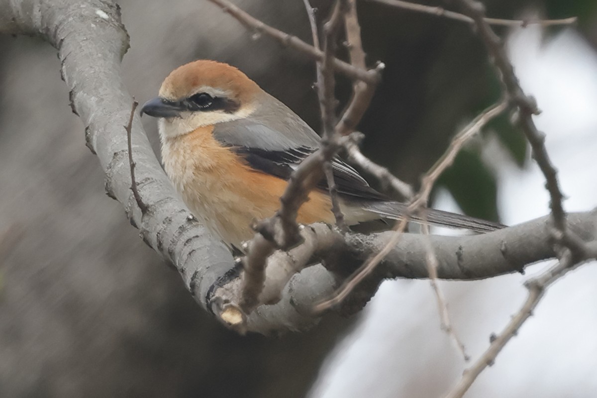 Bull-headed Shrike - Fabio Olmos