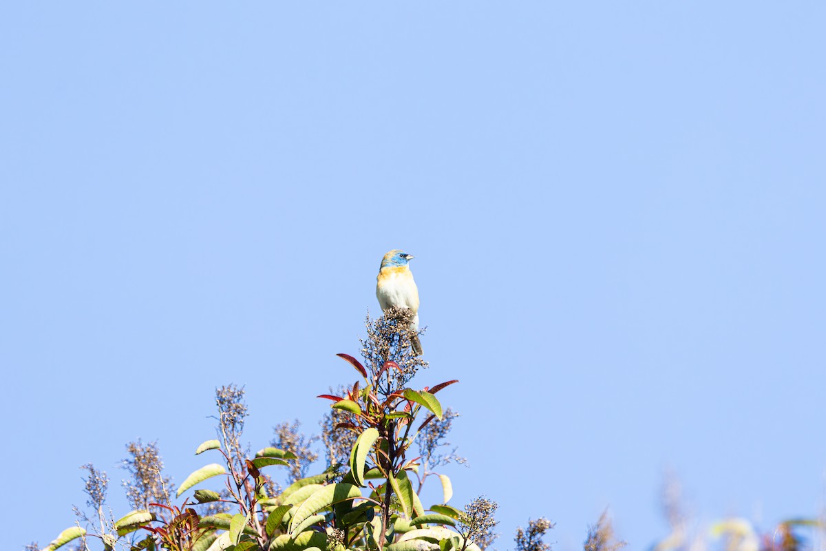 Lazuli Bunting - Ben  Valdez