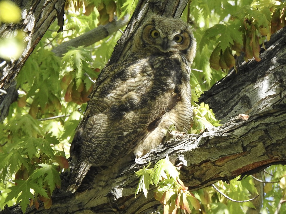 Great Horned Owl - ML618283409