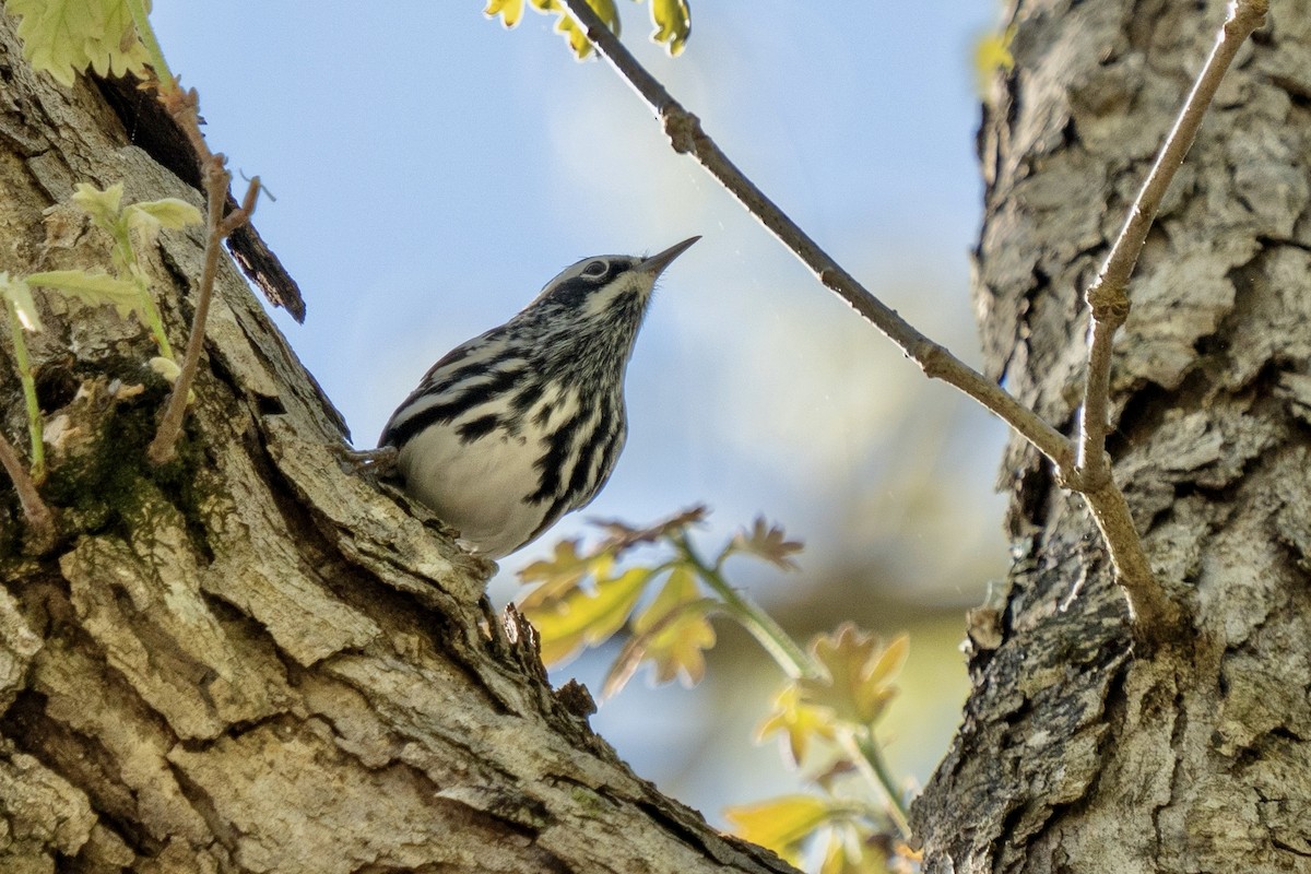 Black-and-white Warbler - ML618283410