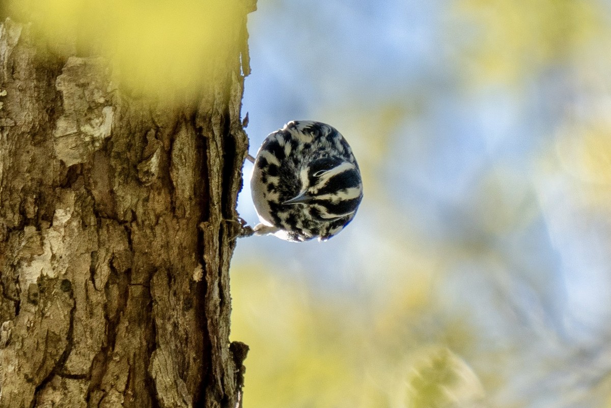 Black-and-white Warbler - ML618283411