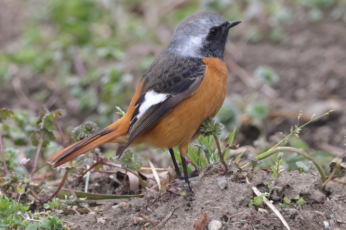 Daurian Redstart - Fabio Olmos