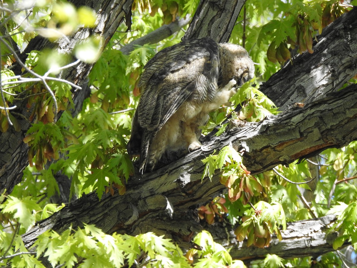 Great Horned Owl - ML618283416