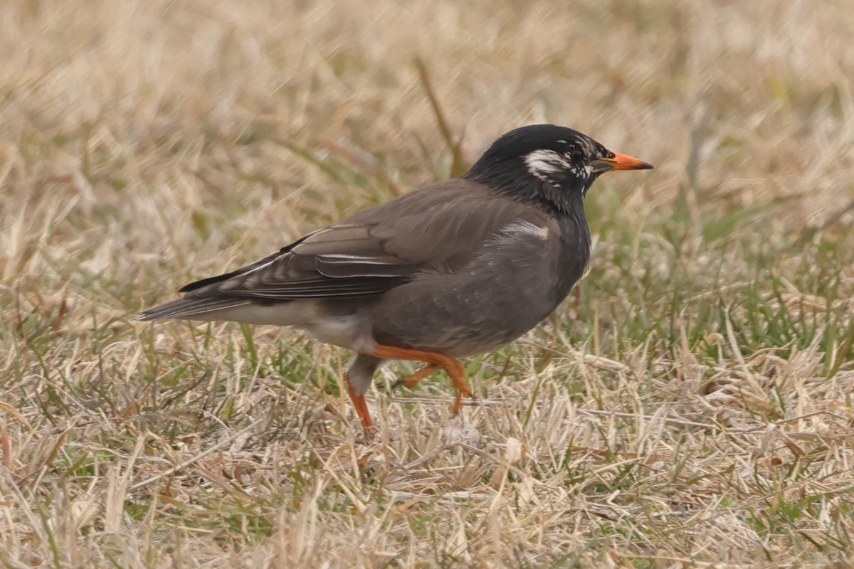 White-cheeked Starling - Fabio Olmos